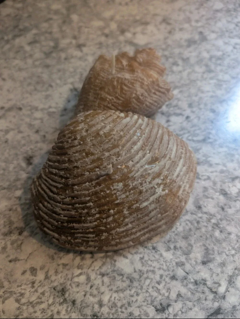 Sea Shell Candles 🐚 - Picture 3 of 5